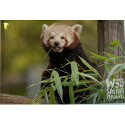Magnet panda roux
