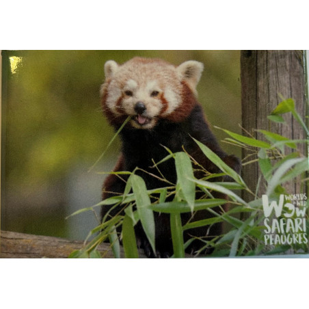 Magnet panda roux