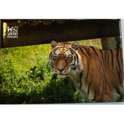 Magnet tigre