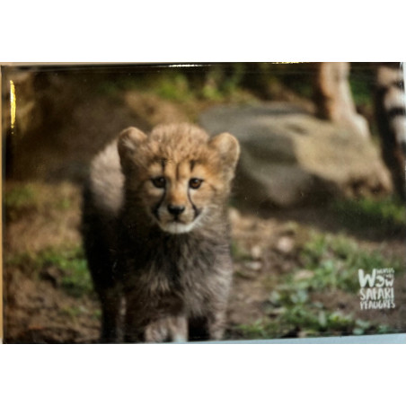 Magnet guépard